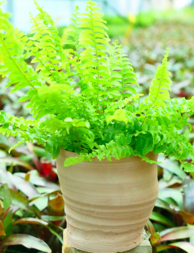 Nephrolepis exaltata - Featured