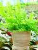 Nephrolepis exaltata - Présenté