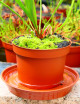 Matériel terrarium Soucoupe 16cm plastique - coloris terre cuite -