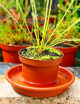 Matériel terrarium Soucoupe 14cm plastique - coloris terre cuite -