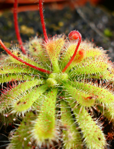 Drosera spatulata var gympiensis plante carnivore