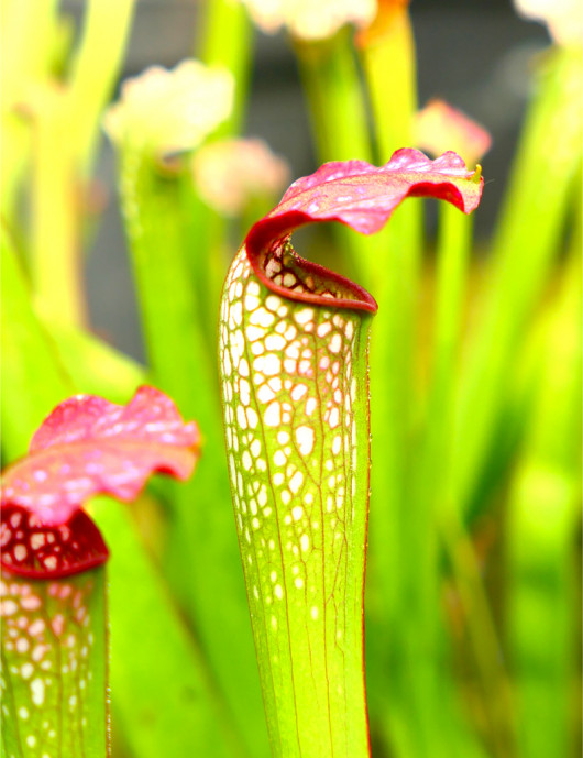 Carnivorous plant Saracenia x excellens x red