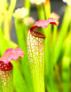 Carnivorous plant Saracenia x excellens x red