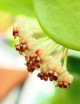 Hoya kerrii porcelain flower