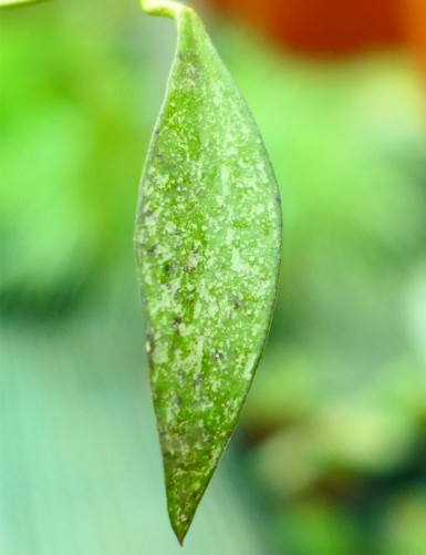 Hoya parviflora 'speckled leaves' porcelain flower