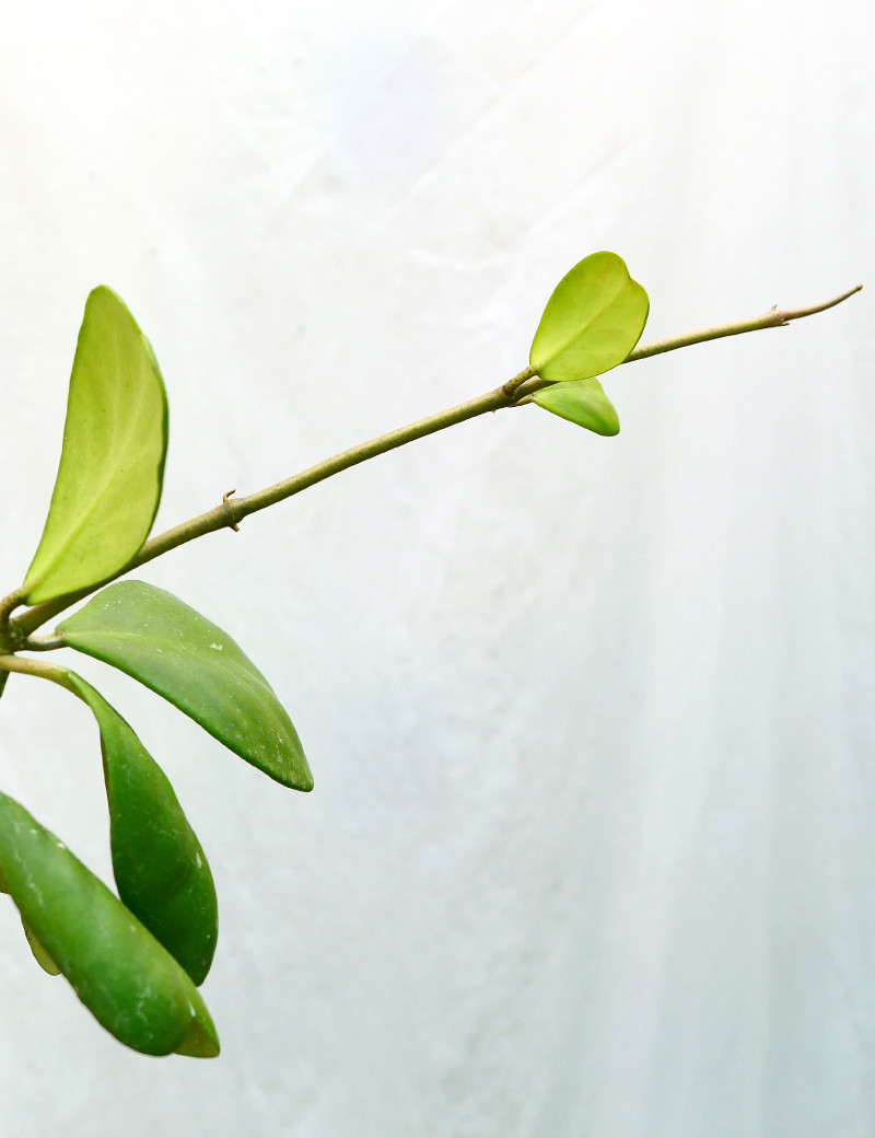 Hoya kerrii porcelain flower