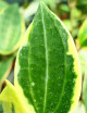 Fleur de porcelaine Hoya macrophylla variegata