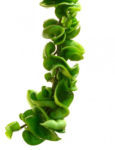 Porcelain flower Hoya carnosa compacta