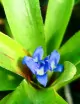 Plante terrarium Neoregelia 'Narziss'
