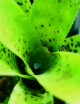 Plante terrarium Neoregelia passifolia