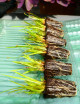 Plantes terrariums Mottes de Xyris sp.