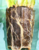 Plantes terrariums Mottes de Xyris sp.