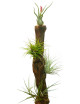 Vine stock - 40/50cm