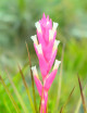 Tillandsia tenuifolia - 8 à 10 cm fille de l'air