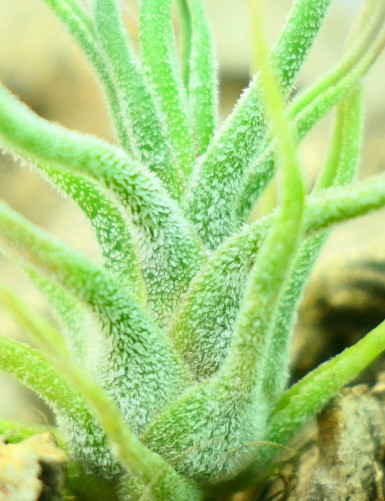 Tillandsia pruinosa - 8 to 10 cm air plant
