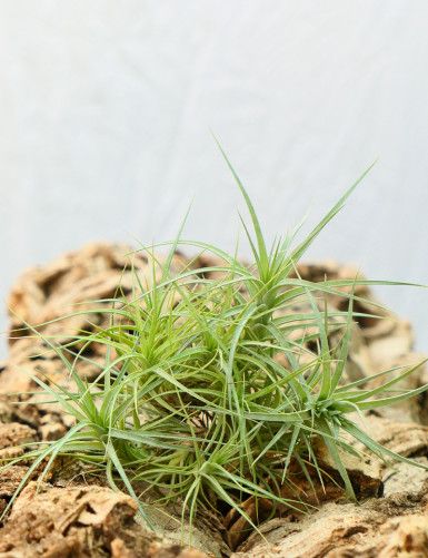 Tillandsia aeranthos in tuft daughter of the air