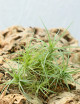 Tillandsia aeranthos en touffe fille de l'air