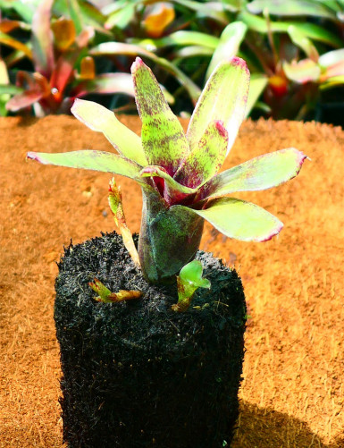 Kit - Neoregelia 'Atlantis' en xaxim pour terrarium