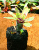 Kit - Neoregelia 'Atlantis' in tree fern for terrarium
