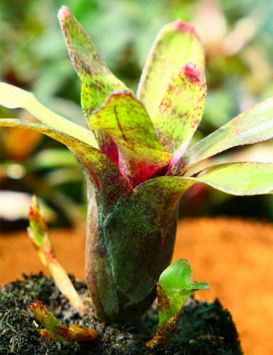 Kit - Neoregelia 'Atlantis' en xaxim pour terrarium