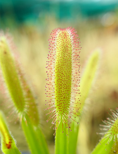 Drosera capensis 'feuilles larges' plante carnivore
