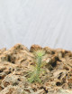 Tillandsia funckiana daughter of the air