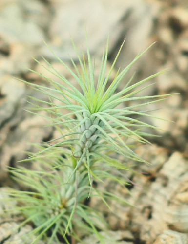 Tillandsia funckiana daughter of the air