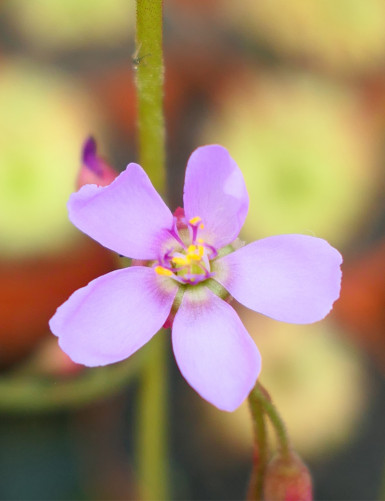 Drosera aliciae plante carnivore