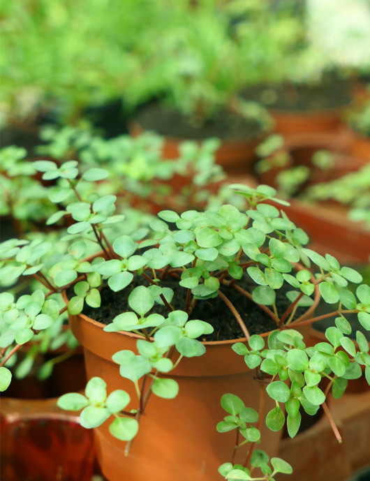 Plantes terrariums Pilea glauca greyzy