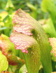 Carnivorous plant Sarracenia x mardi gras