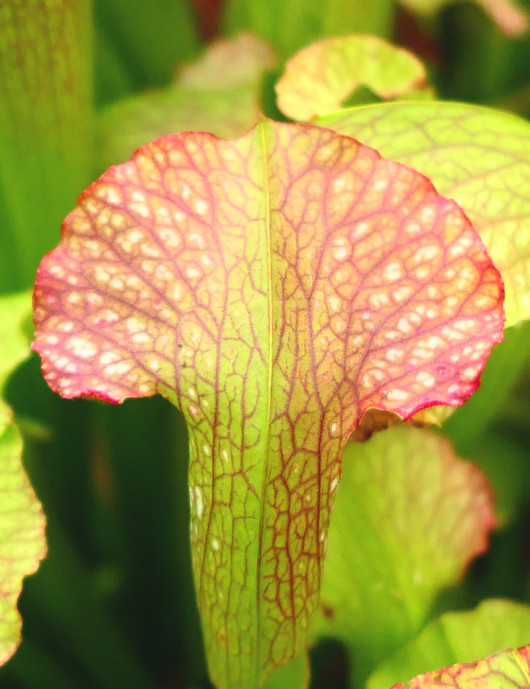 Carnivorous plant Sarracenia x mardi gras