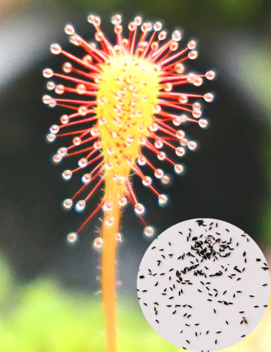 Graines de Drosera nidiformis Plante carnivore