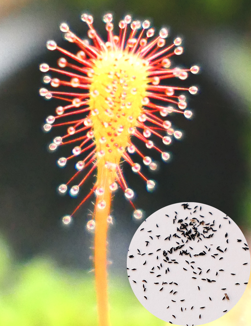 Graines de Drosera nidiformis Plante carnivore