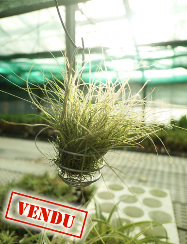 Tillandsia mallemontii - Suspendu