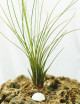 Adhesive support for Tillandsia