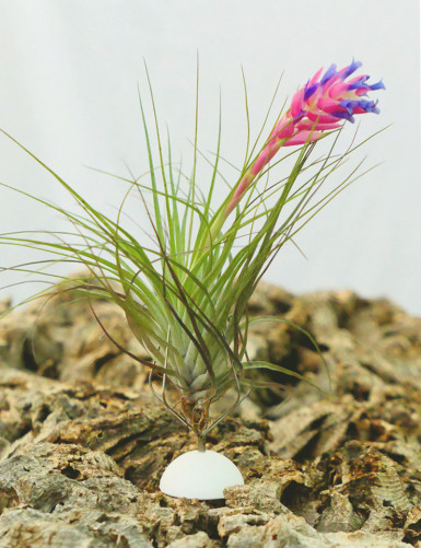 Adhesive support for Tillandsia