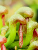 Darlingtonia californica
