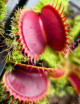 Dionaea muscipula 'Giant Big Mouth' Carnivorous plant - Venus flytrap