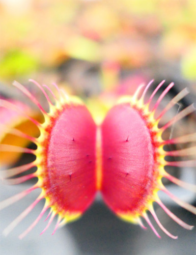 Dionaea muscipula 'B52' Plante carnivore