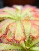 Drosera alice is a carnivorous plant
