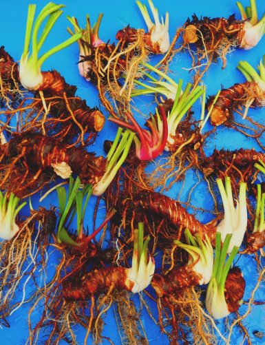 Carnivorous plant Lot of Sarracenia in rhizome