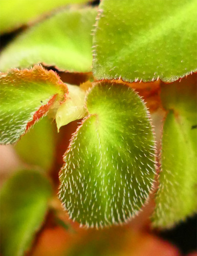 Plantes terrariums Begonia thelmae