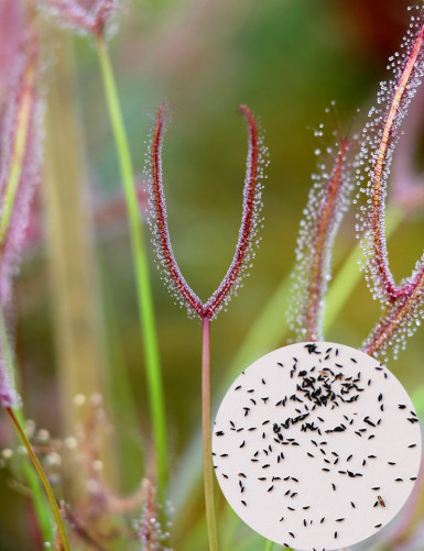 Graines de Drosera binata Plante carnivore