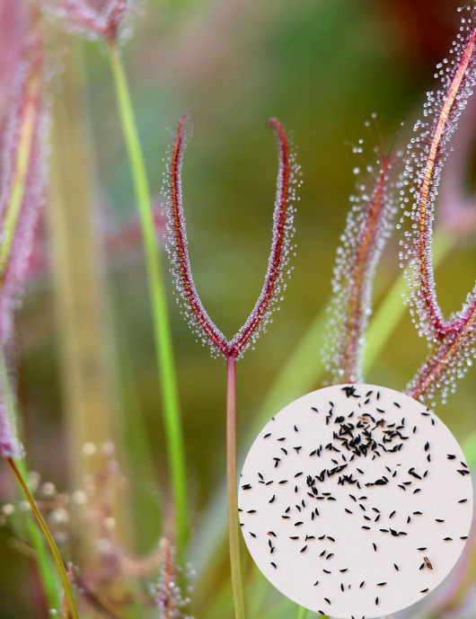 Graines de Drosera binata Plante carnivore
