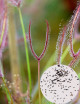 Graines de Drosera binata Plante carnivore