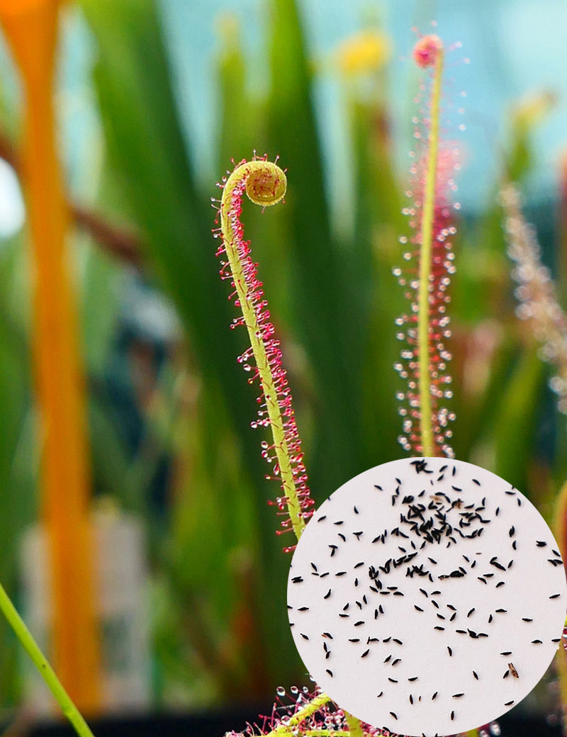 Red Drosera filiformis Seeds Carnivorous Plant