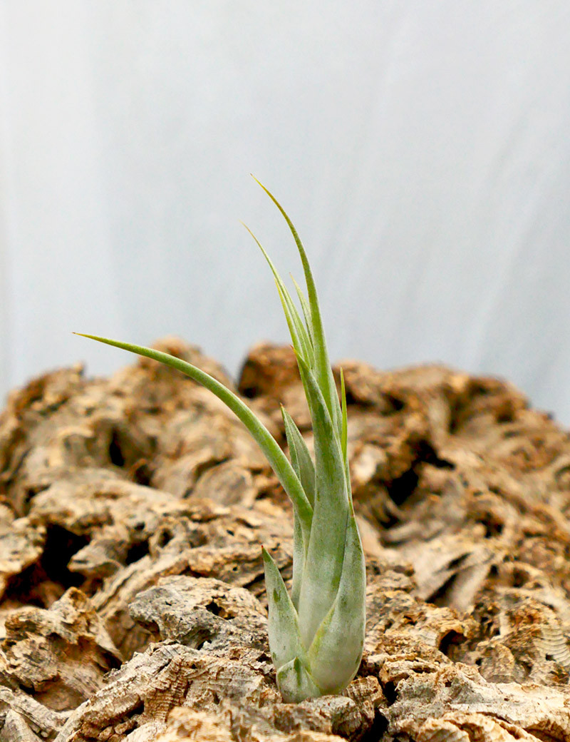 Tillandsia Circinata fille de l'air