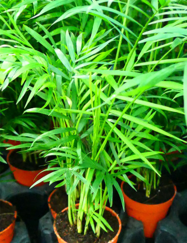 Plantes terrariums Chamaedorea Elegans