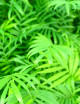 Terrarium plants Chamaedorea Elegans