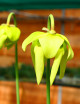 Plante carnivore Sarracenia flava var. rugelii